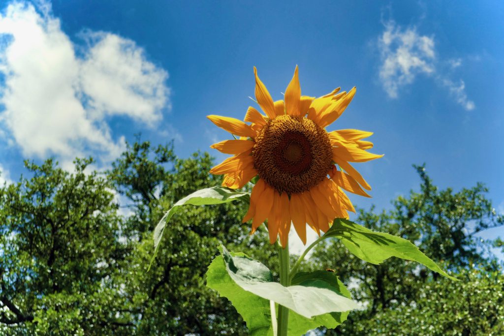 Sunflower © Kathryn LeRoy: A vibrant sunflower stands tall against a blue sky dotted with clouds, surrounded by lush green trees.