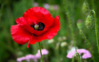 A vibrant red poppy flower stands out amidst green foliage, with budding flowers and a blurred pink backdrop.