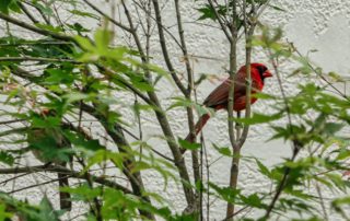 A vibrant red cardinal perched among green leaves, partially hidden by branches against a textured white wall backdrop.