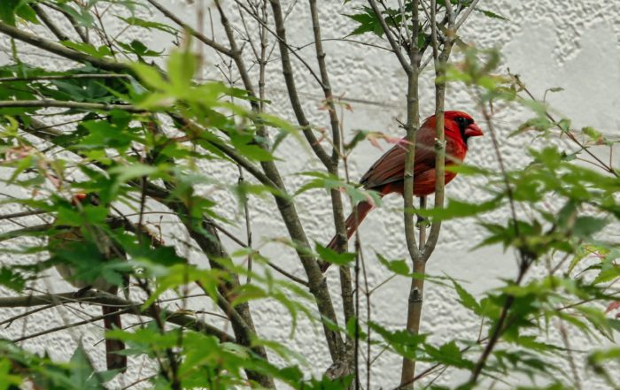 A vibrant red cardinal perched among green leaves, partially hidden by branches against a textured white wall backdrop.