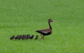 A black-bellied whistling duck leads a line of fluffy ducklings across a lush green field.
