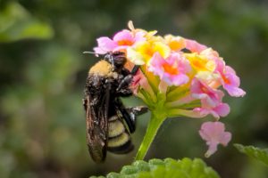 A close-up of a bumblebee gathering nectar from vibrant pink and yellow flowers, surrounded by lush green foliage.