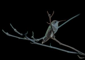 A hummingbird perched on a slender branch, set against a stark black background, showcasing its delicate features and iridescent plumage.
