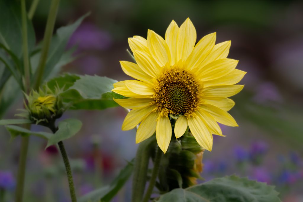 A vibrant yellow sunflower blooms amidst green leaves, showcasing its intricate center surrounded by bright petals.