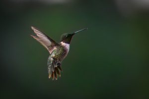 A vibrant hummingbird hovers mid-air, showcasing its iridescent feathers against a soft green background.