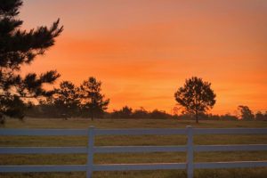 A serene sunset with vibrant orange hues behind silhouettes of pine trees and a white fence in a grassy field.