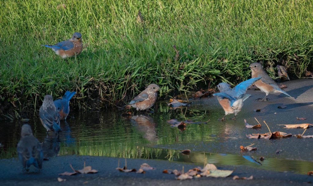 Group of bluebirds gathered near a puddle on a grassy and paved area with fallen leaves.