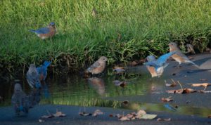 Group of bluebirds gathered near a puddle on a grassy and paved area with fallen leaves.
