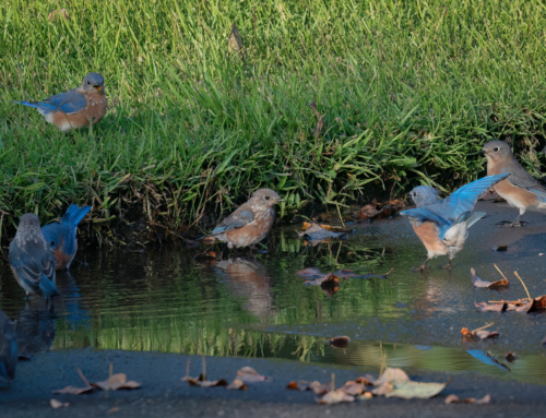 The Power of Play: 3 Reasons You Should Do It Every Day