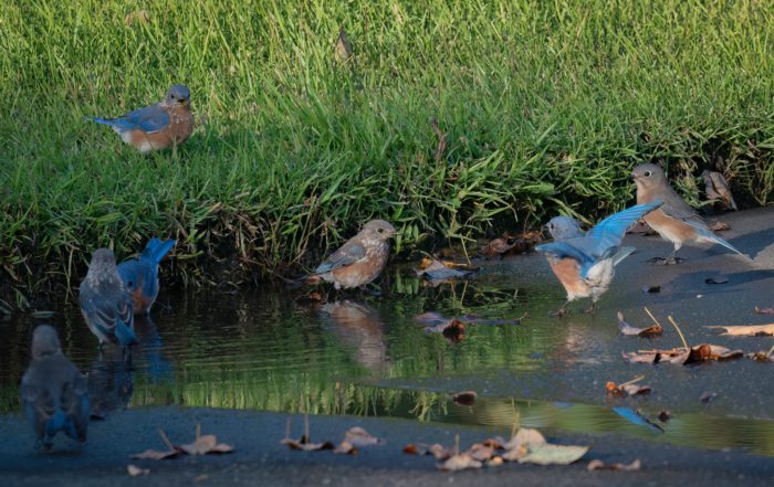 A group of Eastern Bluebirds gather near a puddle surrounded by grass and fallen leaves, showcasing their vibrant blue and orange plumage.