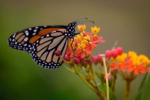 A close-up of a vibrant Monarch butterfly perched on colorful flowers, showcasing intricate wing patterns against a blurred background.