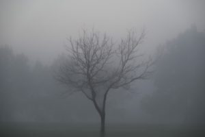 A solitary, leafless tree stands in a dense fog, with blurred silhouettes of other trees visible in the background.