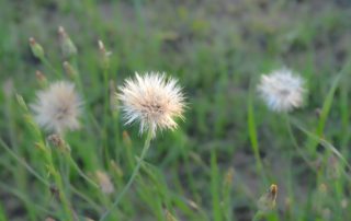 three dandelions in a field of green with one dandelion clearly focused in the foreground and two others blurry behind it