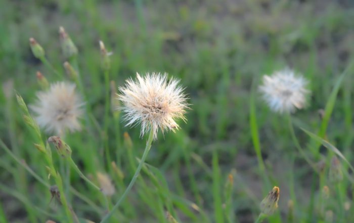 three dandelions in a field of green with one dandelion clearly focused in the foreground and two others blurry behind it