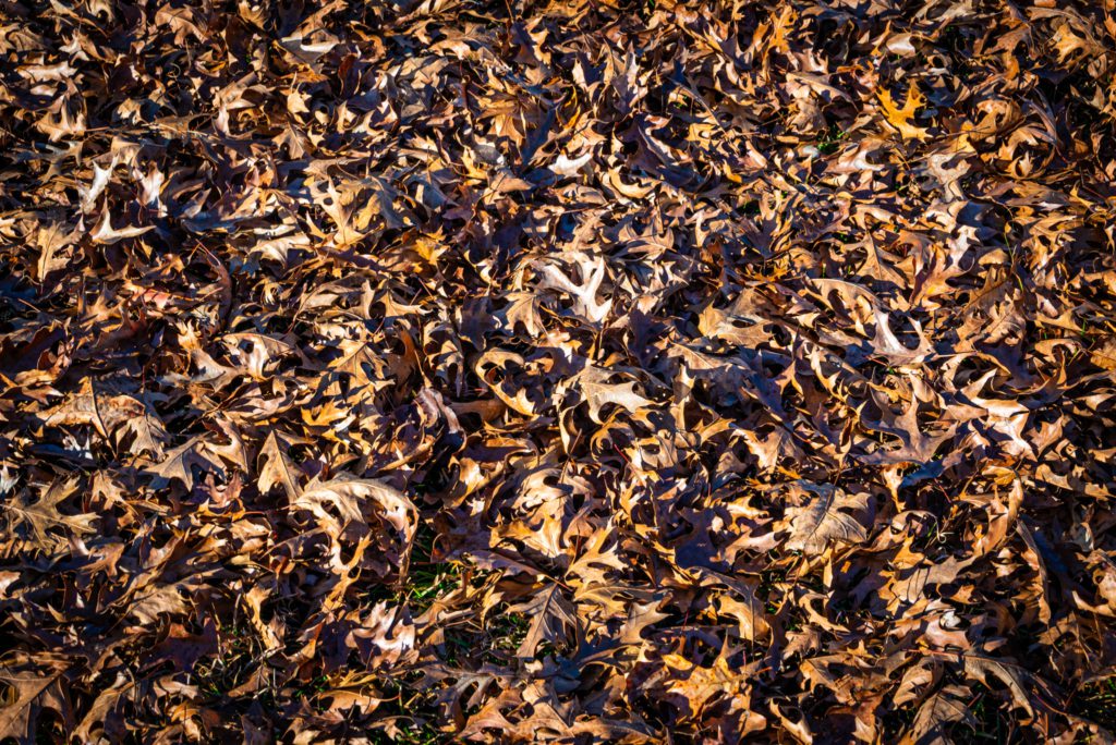A close-up of a ground covered with a dense layer of brown and orange autumn leaves, creating a textured, earthy pattern.