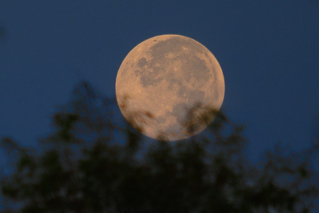 A large, golden-hued moon glows against a deep blue sky, partially obscured by dark silhouettes of tree branches below.