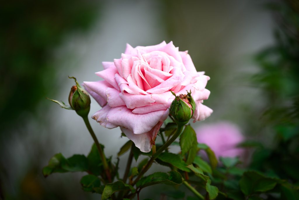 A close-up of a pink rose in bloom, accompanied by two green rose buds, set against a softly blurred background.