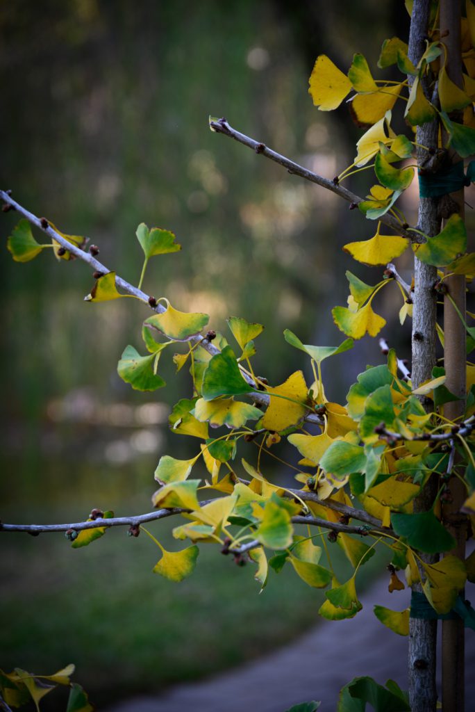 A close-up of ginkgo leaves in shades of green and yellow, with a blurred background of foliage and a winding path.