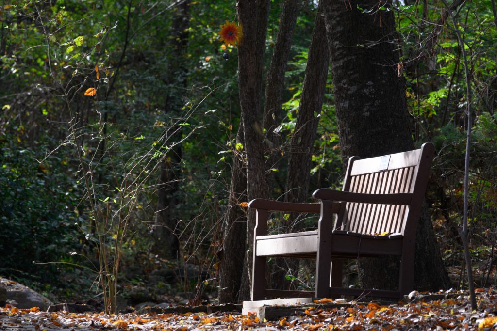 A wooden bench sits silently among trees and fallen leaves, bathed in soft sunlight, inviting peaceful contemplation in nature.