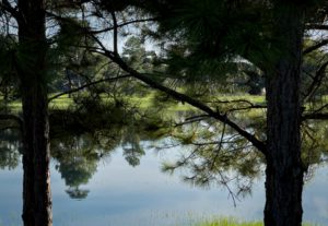 Sunlight filters through pine branches, reflecting on a still lake surrounded by lush green grass and trees in the distance.