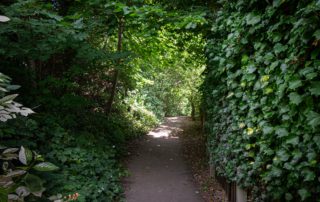 A narrow, shaded path lined with dense green foliage and ivy. Sunlight filters through the trees, creating a tranquil and inviting atmosphere.
