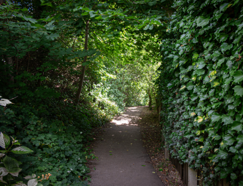 Walking and What We Learn Along the Way