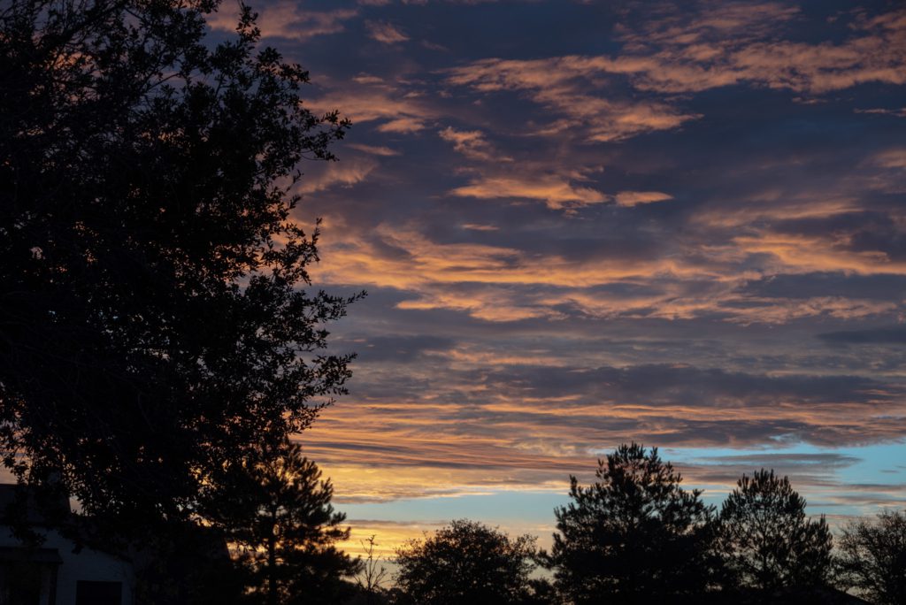 A narrow, shaded path lined with dense green foliage and ivy. Sunlight filters through the trees, creating a tranquil and inviting atmosphere.