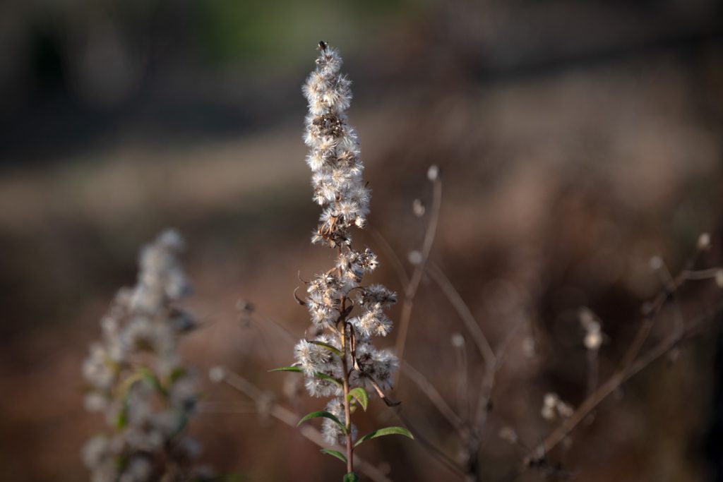 Close-up of a tall, fluffy plant with white seed clusters against a blurred, brownish background. The scene conveys a serene, natural feel.