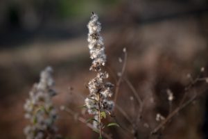 Close-up of a tall, fluffy plant with white seed clusters against a blurred, brownish background. The scene conveys a serene, natural feel.