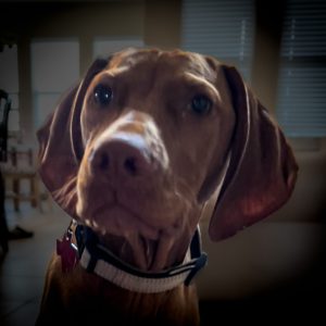 Close-up of a brown dog with floppy ears and a white collar, gazing intently at the camera indoors. The background is softly blurred, giving a cozy feel.