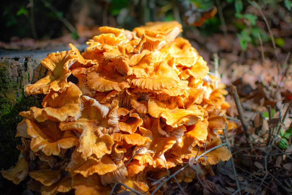 Cluster of vibrant orange mushrooms with frilled edges grows on a mossy tree stump in a forest setting, surrounded by twigs and leaves.