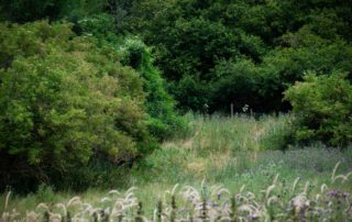 Lush greenery surrounds a tranquil meadow with tall grasses in full bloom. Dense trees form a backdrop, conveying a peaceful, natural setting.