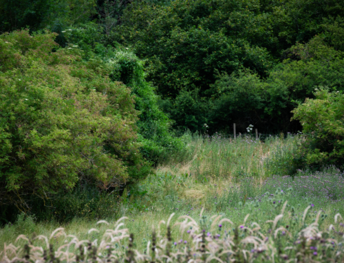 I See Trees of Green . . .