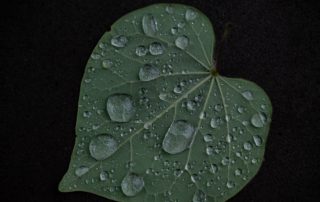 Close-up of a heart-shaped green leaf with dew drops scattered across its surface, against a dark background, conveying freshness and tranquility.