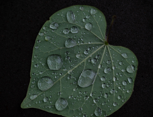 The Difference Between the Mundane and Wonder—a Fine Thread