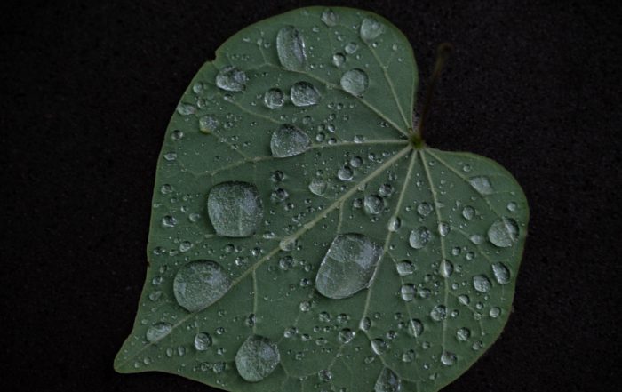 Close-up of a heart-shaped green leaf with dew drops scattered across its surface, against a dark background, conveying freshness and tranquility.