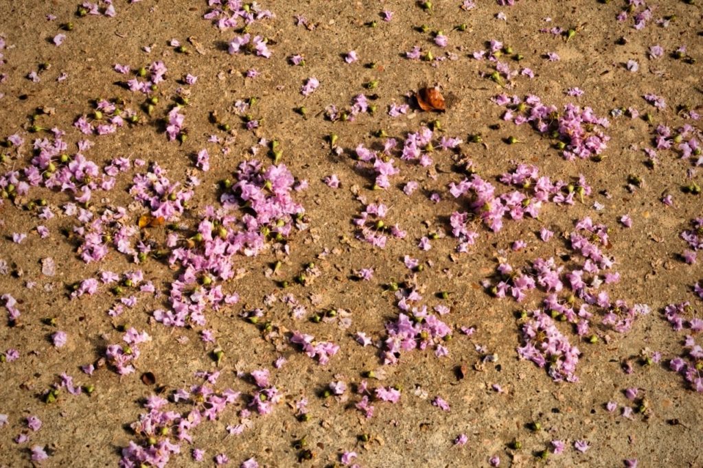 Scattered pink flowers lie on a sunlit, textured ground, creating a sense of calm and natural beauty. The scene evokes a gentle, serene mood.