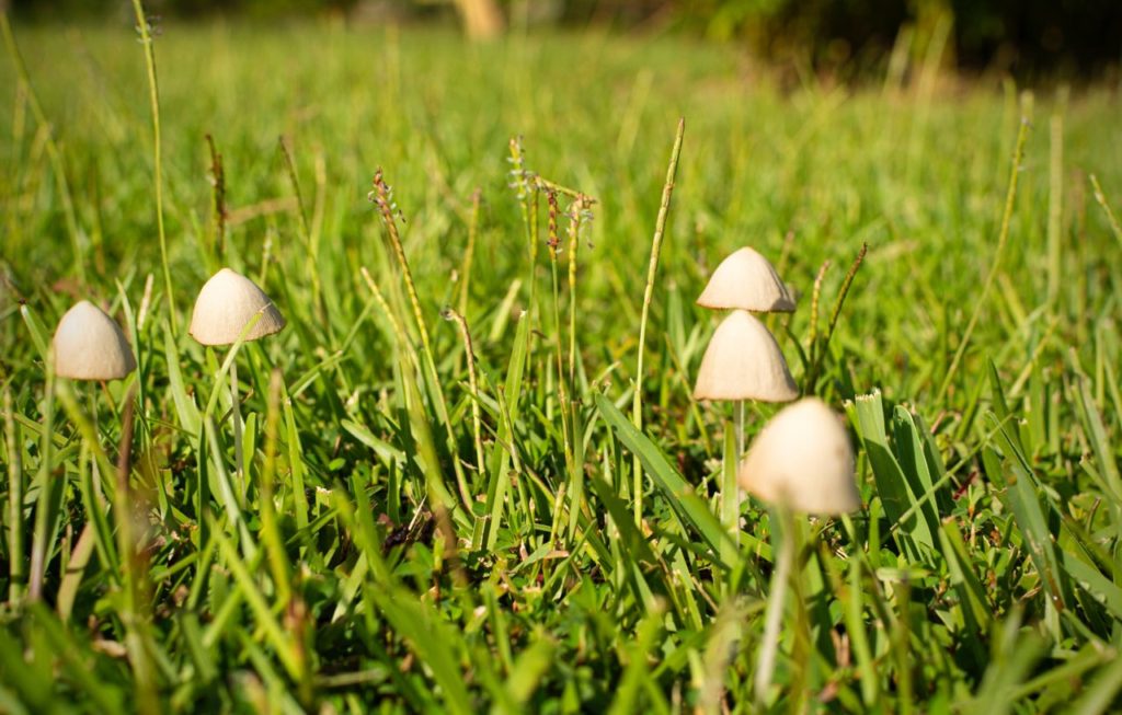 Small, cone-shaped mushrooms sprout among lush green grass in sunlight. The scene conveys a sense of calm and natural beauty.