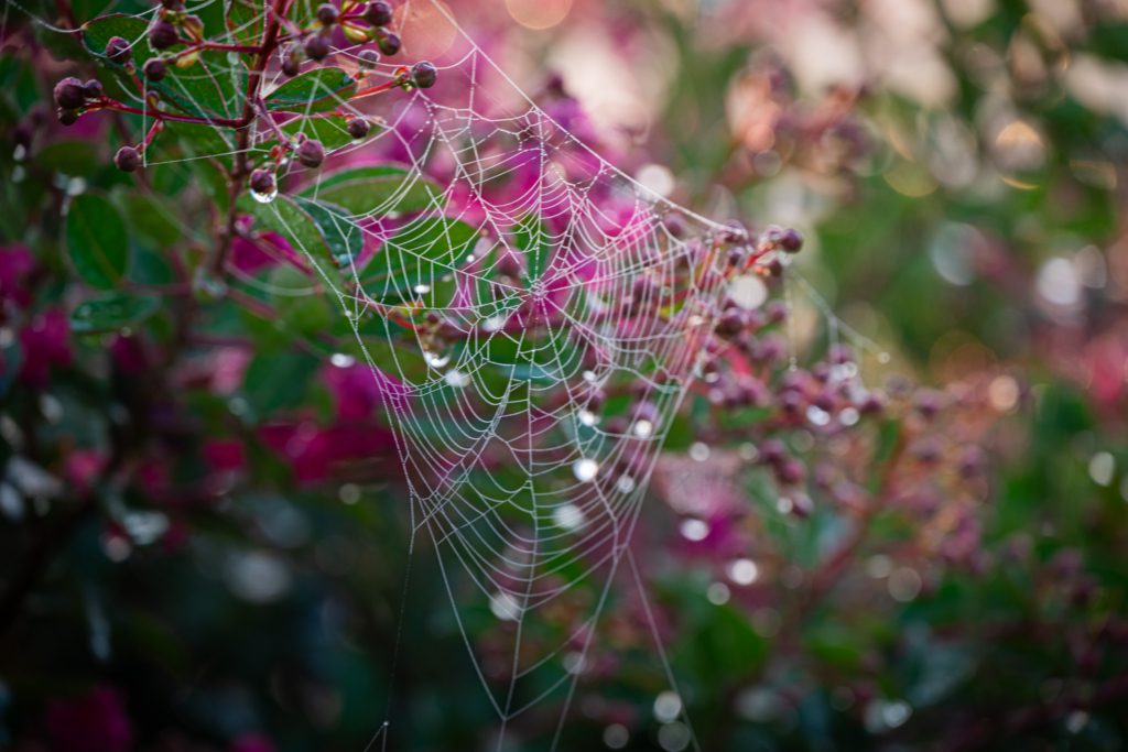 A delicate spider web with dewdrops glistening in sunlight is woven among vibrant pink and green foliage, creating a serene and intricate natural scene.