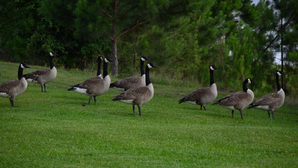 A group of Canada geese stand on lush green grass in front of dense evergreen trees. The scene is serene, with a natural, peaceful atmosphere.