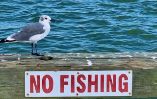 Seagull standing on a weathered dock with a bold "No Fishing" sign, overlooking calm blue water. The scene feels peaceful yet slightly humorous.