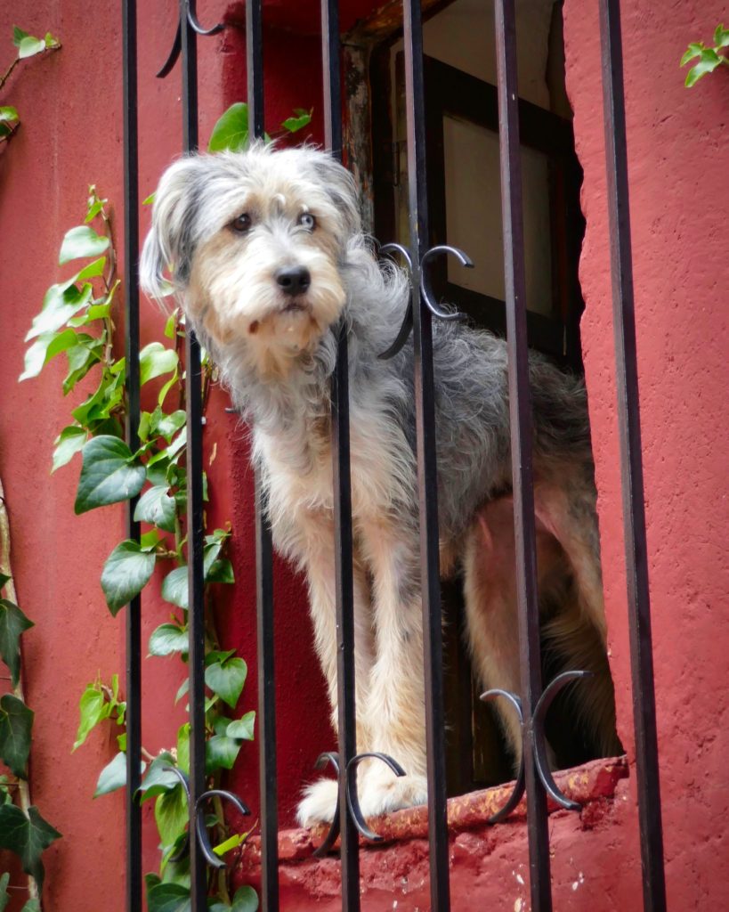 A fluffy gray and white dog peers through black iron bars of a window, against a red wall with green ivy. The dog looks curious and attentive.