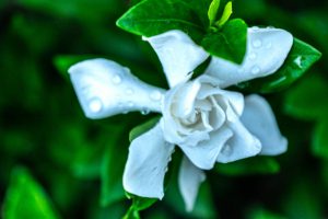 Close-up of a white gardenia flower with dewdrops on its petals and glossy green leaves, set against a blurred green background. The scene is serene and fresh.