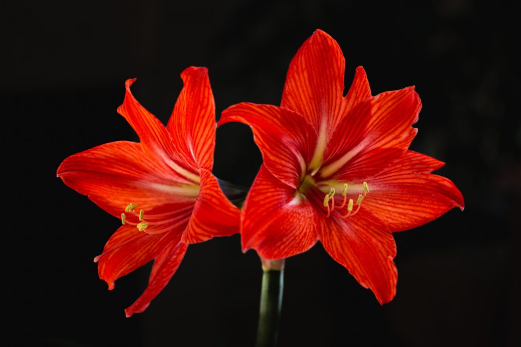 Two vibrant red amaryllis flowers with striped petals face different directions against a dark background, their golden stamens prominently visible.