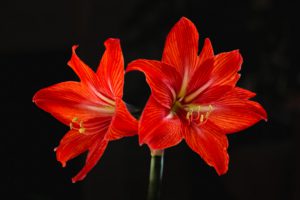 Two vibrant red amaryllis flowers with striped petals face different directions against a dark background, their golden stamens prominently visible.