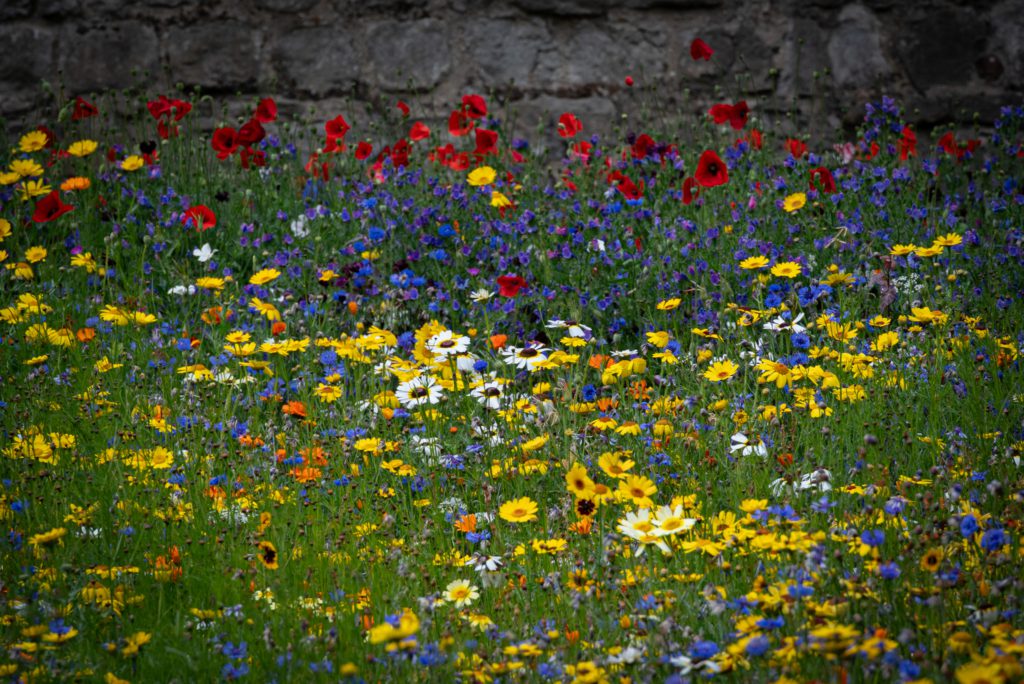 A vibrant wildflower meadow with yellow daisies, red poppies, and purple blooms against a stone wall. The scene conveys a lively, colorful summer.