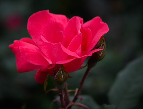 3 Definitions of Love to Help Find Clarity