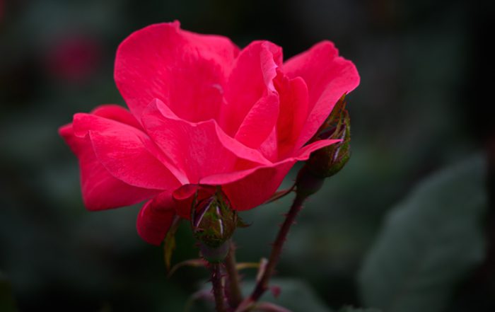 Vibrant pink rose in full bloom with two unopened buds against a dark green blurred background, conveying a sense of natural beauty and tranquility.