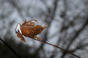 A dry, curled brown leaf clings to a thin twig against a blurred gray background of barren branches, conveying a serene, desolate autumnal mood.