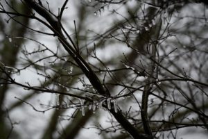 Bare branches coated with ice hang in a cold, overcast forest. Icicles dangle delicately, conveying a serene and chilly winter atmosphere.